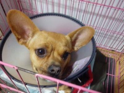 产后抽搦症