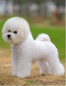 犬瘟热病毒病